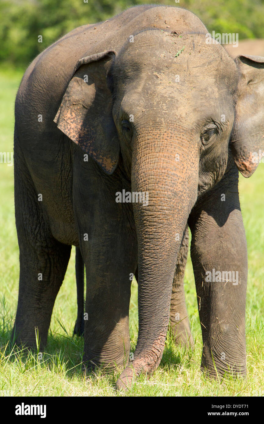 Gli elefanti selvatici nel parco nazionale Yala, Sri Lanka 14 Foto Stock