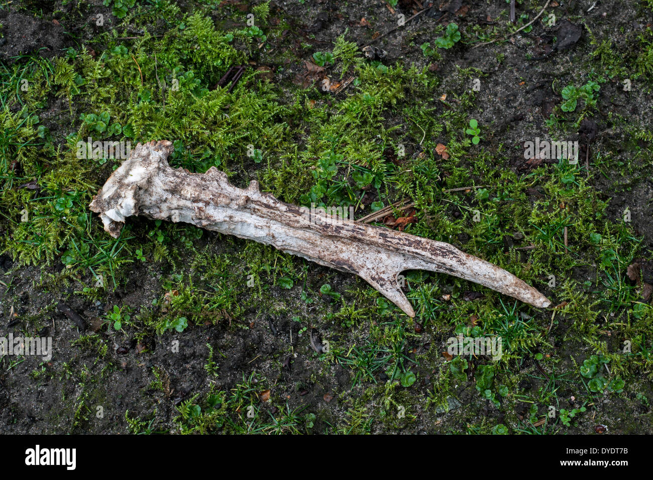 Unione il capriolo (Capreolus capreolus) capannone corna sul suolo della foresta che mostra segni di denti, rosicchiati dai roditori per i minerali Foto Stock