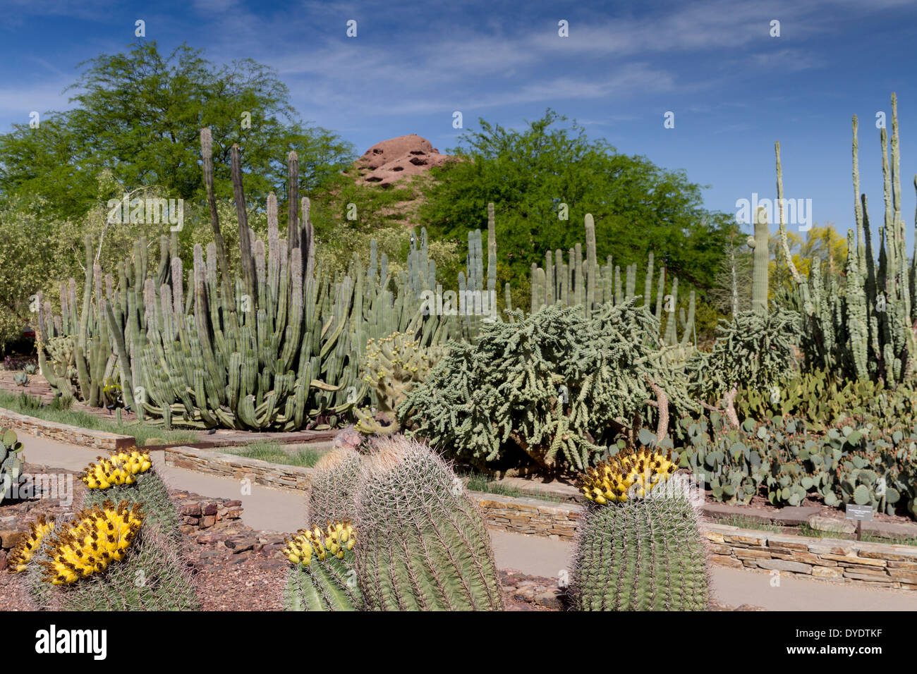 Desert Botanical Gardens, Phoenix, Arizona, Stati Uniti d'America Foto Stock