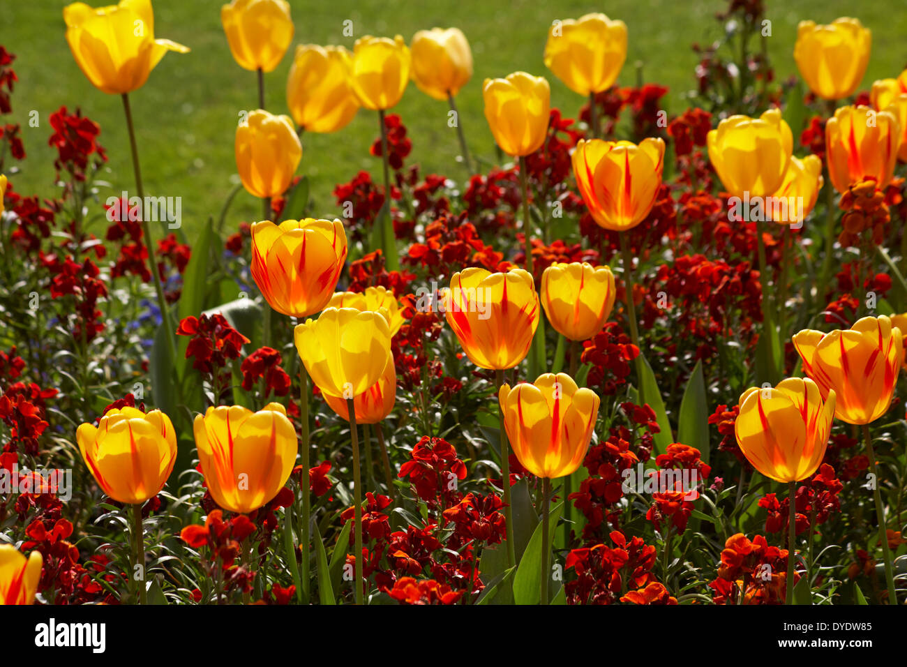Tulipani primaverili colorati tulipa e fiori di parati Erysimum in aiuole di fiori a Bournemouth Lower Gardens, Bournemouth, Dorset UK ad aprile Foto Stock