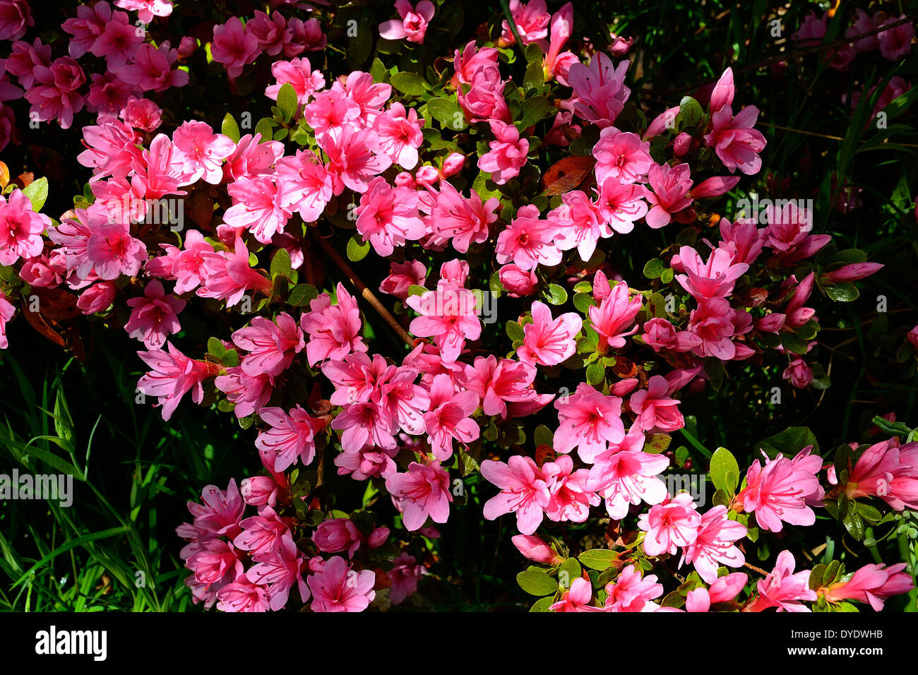 Azalea japonica in fiore in un giardino. Foto Stock