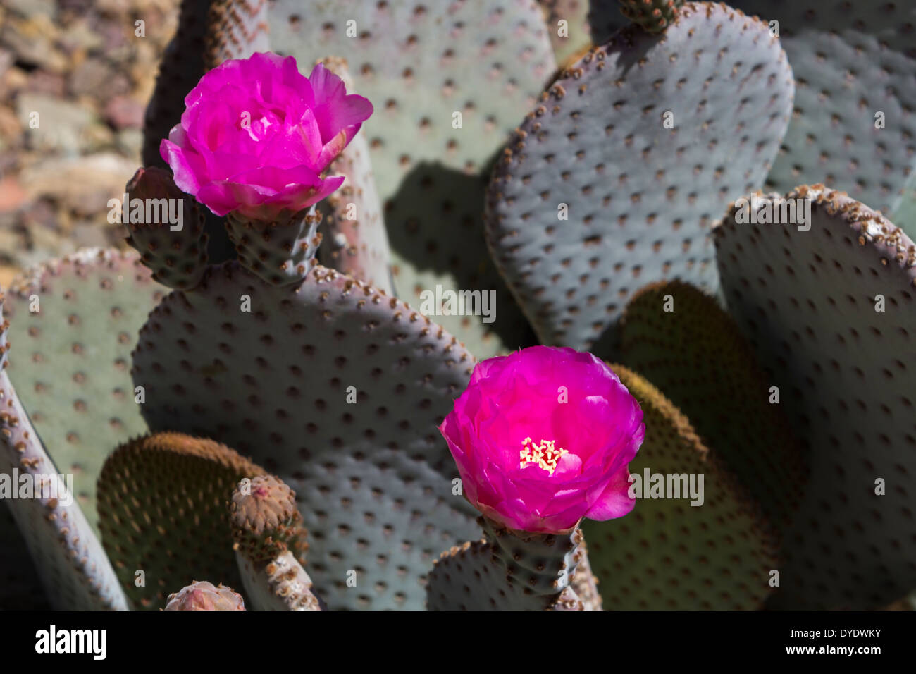 Coda di castoro Pricklypear fioritura, Desert Botanical Gardens, Phoenix, Arizona, Stati Uniti d'America Foto Stock