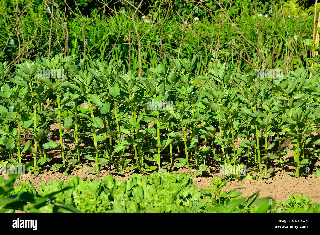 Letto vegetale di Fave (Vicia faba) in un orto. Foto Stock