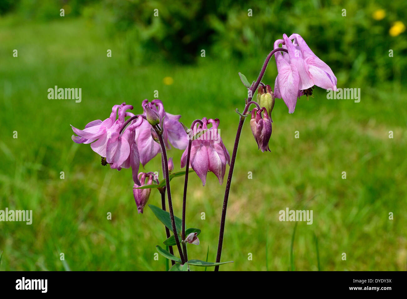 Aquilegia alpina europea, aquilegia comune, nonna drink prima di andare a dormire, nonna cofano, Aquilegia vulgaris, Ranunculaceae. Foto Stock