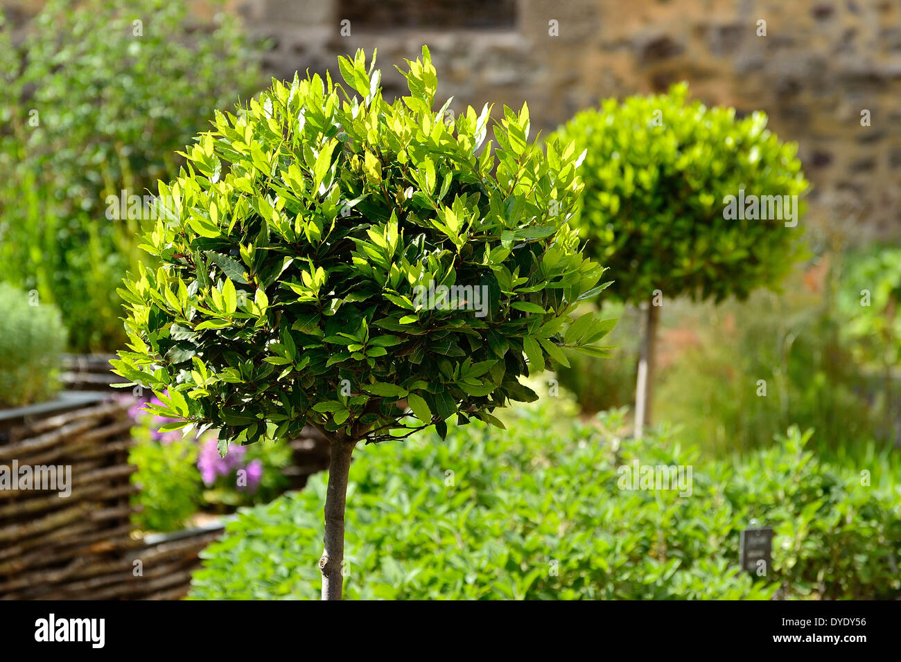 Bay Tree (Laurus nobilis), topiaria da giardino medievale in Mayenne città (Paese della Loira, Francia). Foto Stock