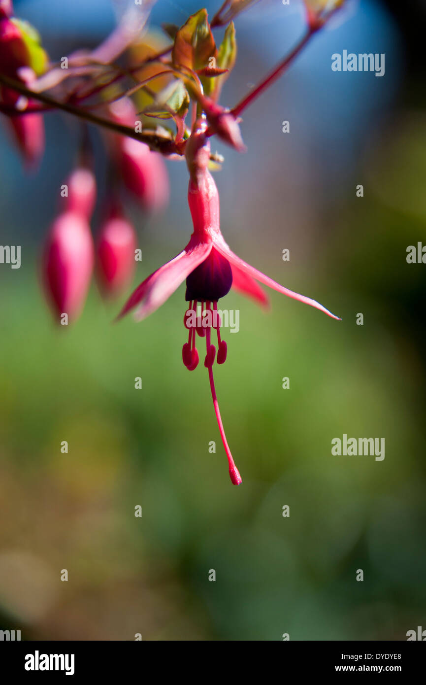 Una chiusura di un rosa fucsia fiore in un giardino inglese in primavera Foto Stock
