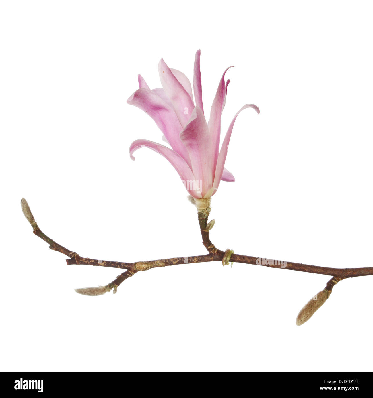 Magnolia stellata ramo di fiori e boccioli isolata contro bianco Foto Stock