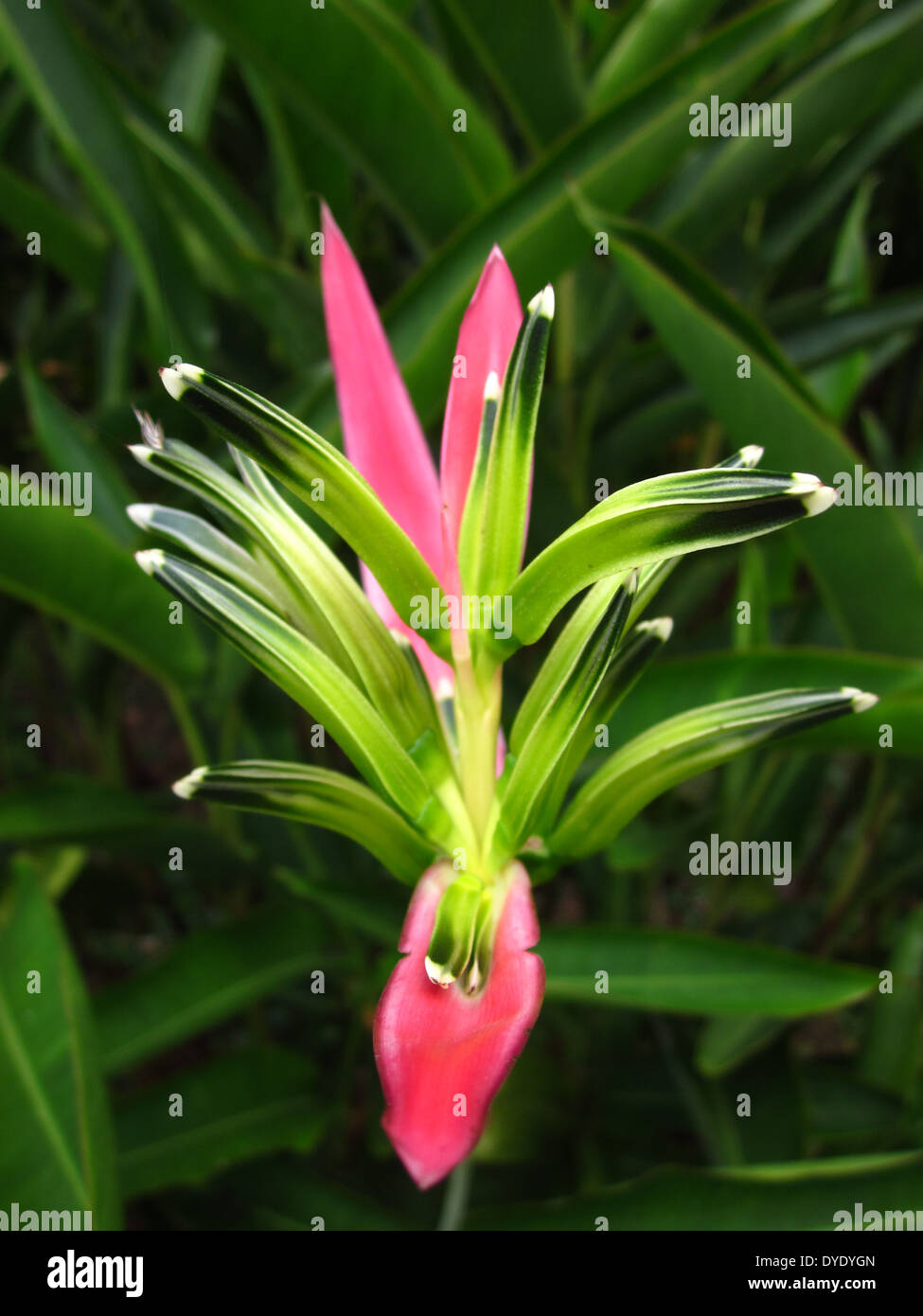 Parco in Singapore, grande bellissimi fiori, viaggiare in Asia, grande composizione di colori Foto Stock