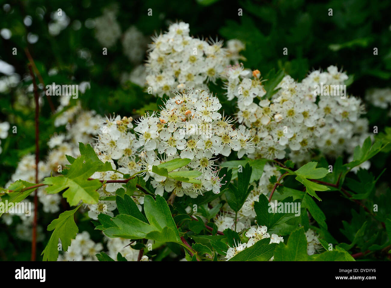 Biancospino o può blossom (Crataegus) in fiore in un giardino. Potager de Suzanne, Le Pas, Mayenne, Pays de la Loire, Francia). Foto Stock