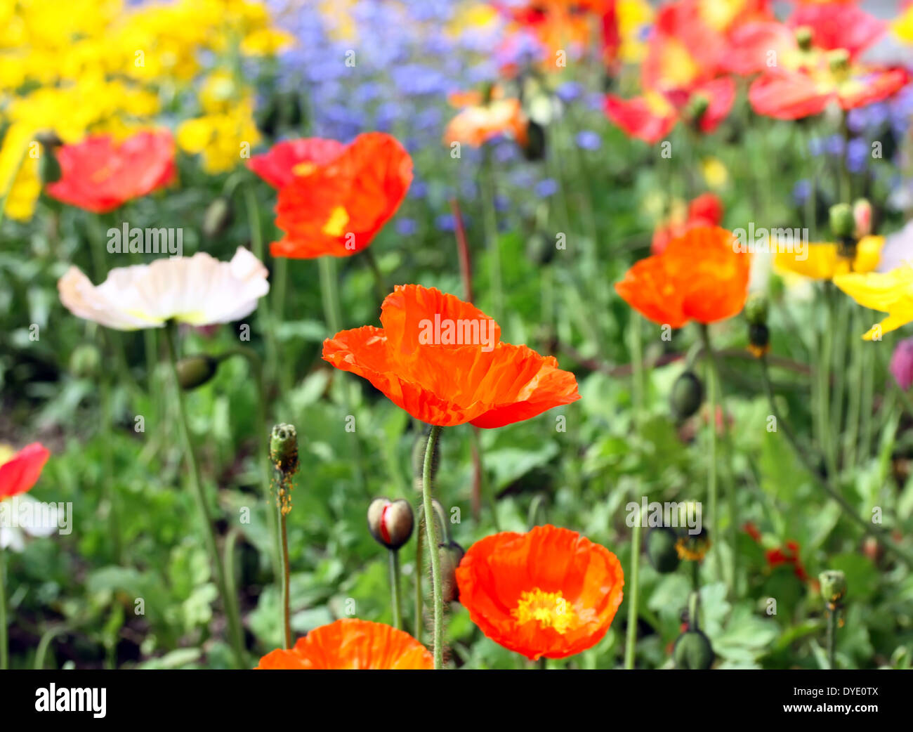 Prato con bellissime papavero rosso fiori d'estate. Foto Stock