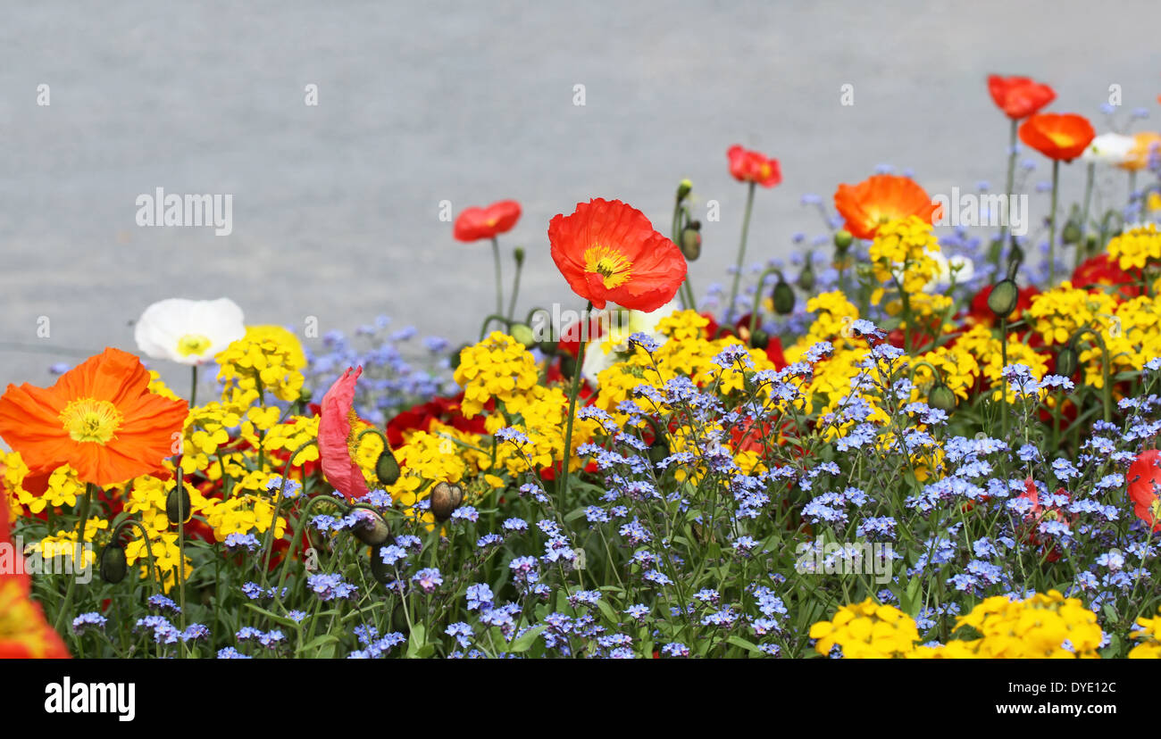 Prato con bellissime papavero rosso fiori d'estate. Foto Stock