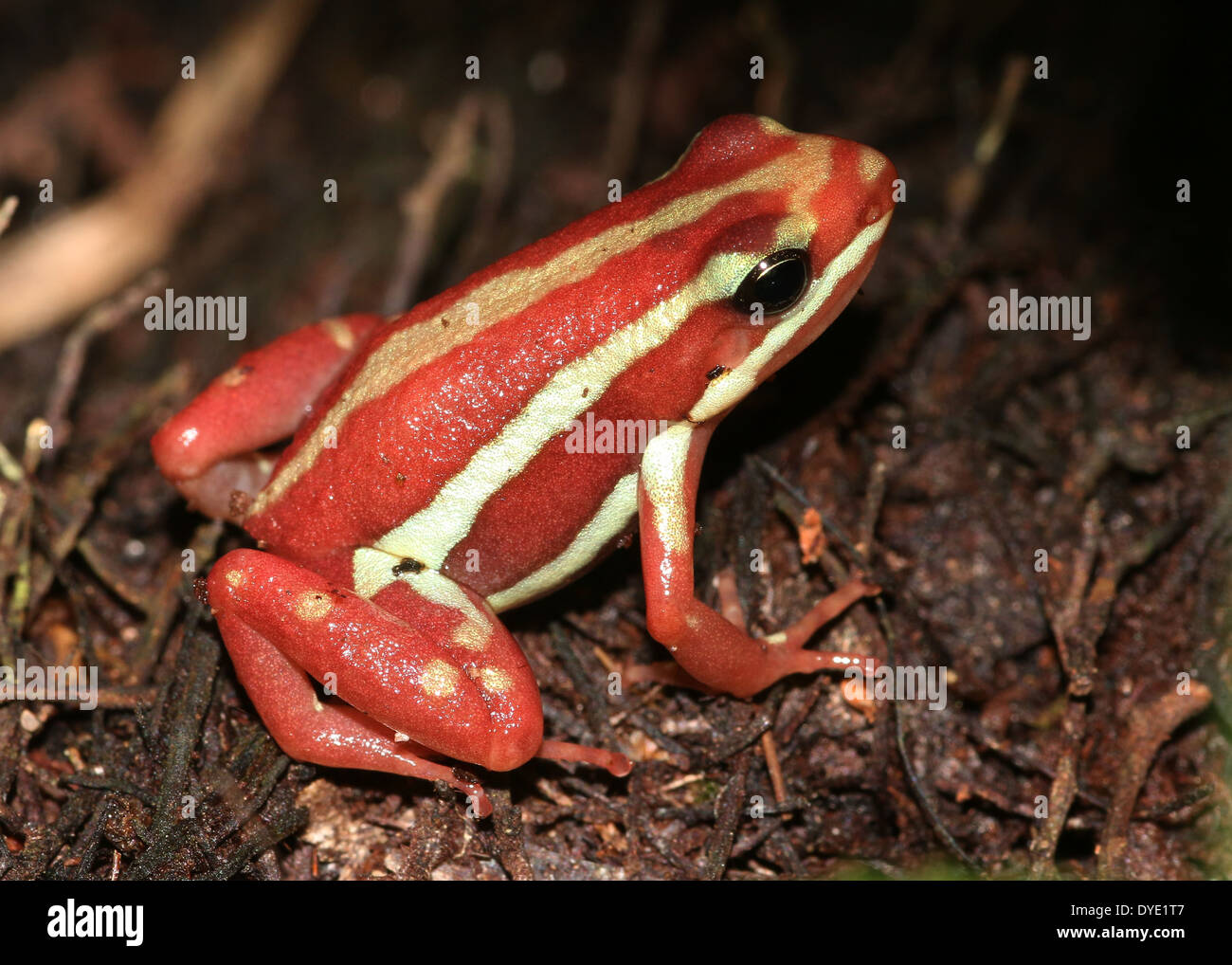 Phantasmal poison dart frog (Epipedobates tricolore), un rosso e giallo-dart frog varietà da Central-America Foto Stock