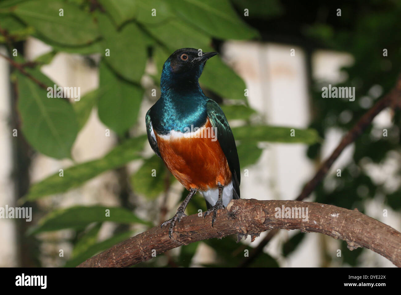 Superbo East-African Starling ( Lamprotornis superbus) Foto Stock