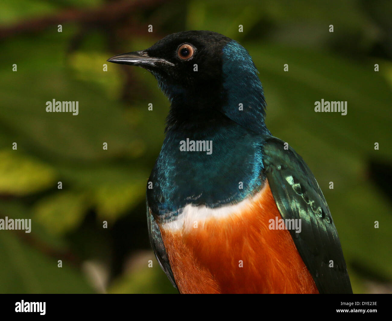 Superbo East-African Starling ( Lamprotornis superbus) Foto Stock