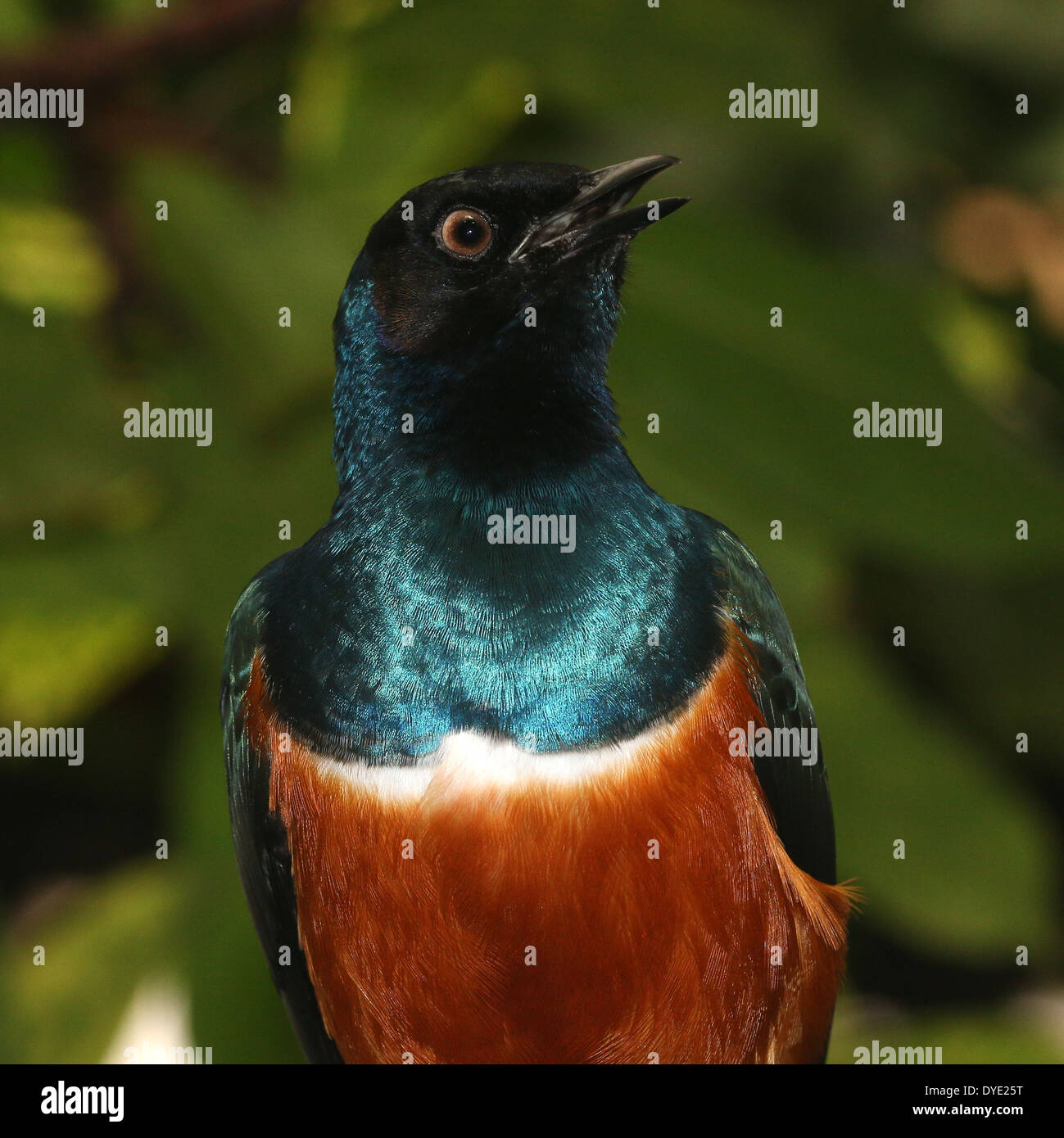 Superbo East-African Starling ( Lamprotornis superbus) Foto Stock