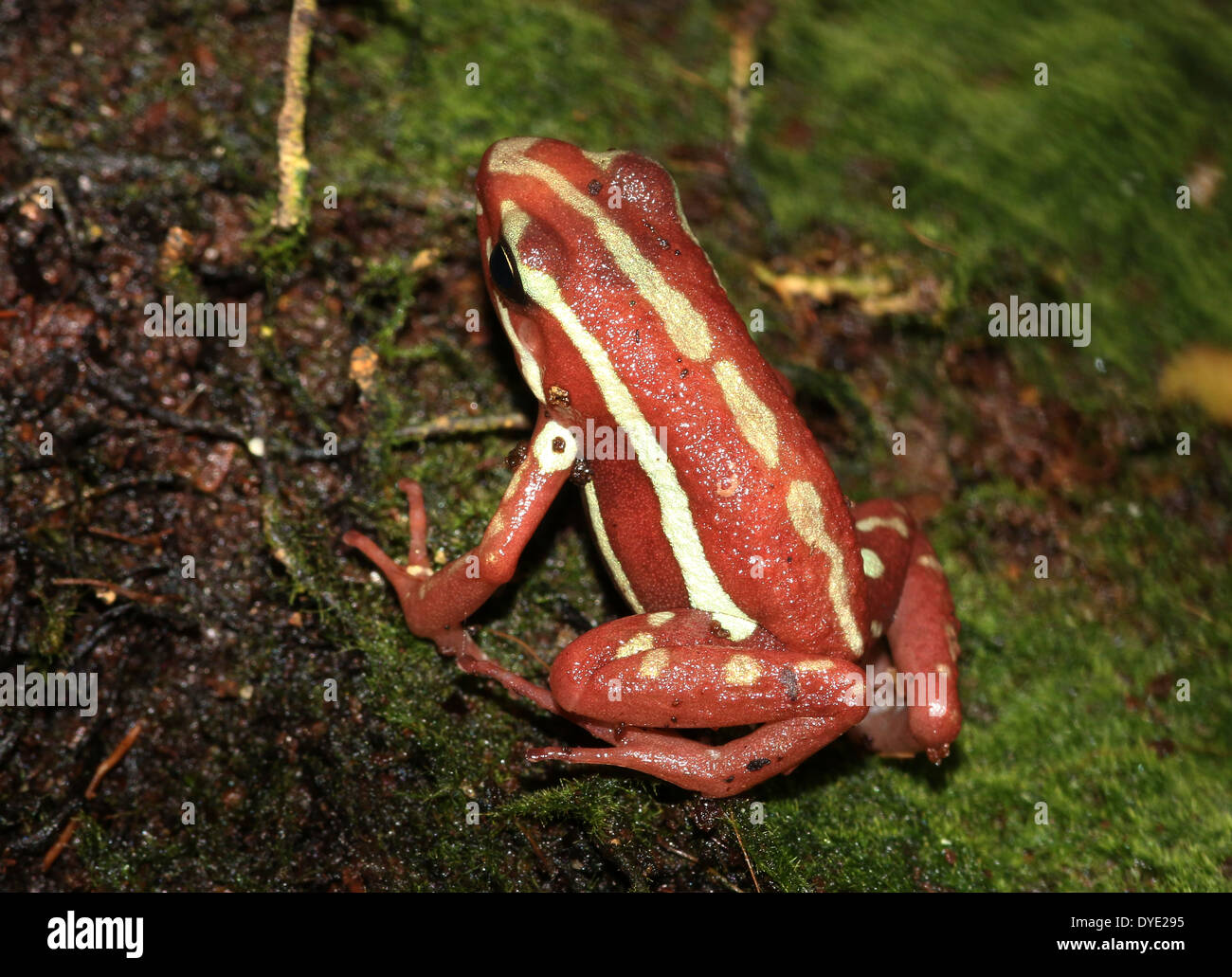 Phantasmal poison dart frog (Epipedobates tricolore), un rosso e giallo-dart frog varietà da Central-America Foto Stock