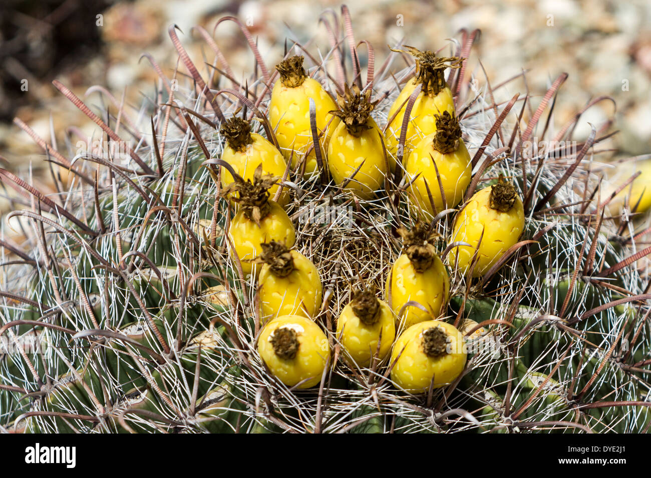 Canna Fishhook Cactus, Desert Botanical Gardens, Phoenix, Arizona, Stati Uniti d'America Foto Stock