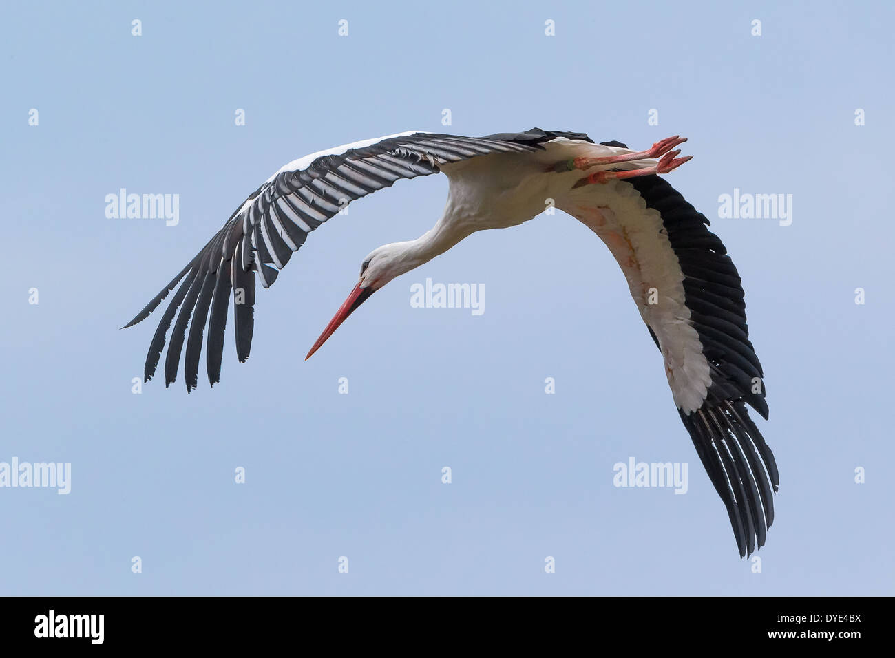 Una cicogna bianca (Ciconia ciconia) vola su Lac de Serre Ponçon nelle Alpi francesi Foto Stock