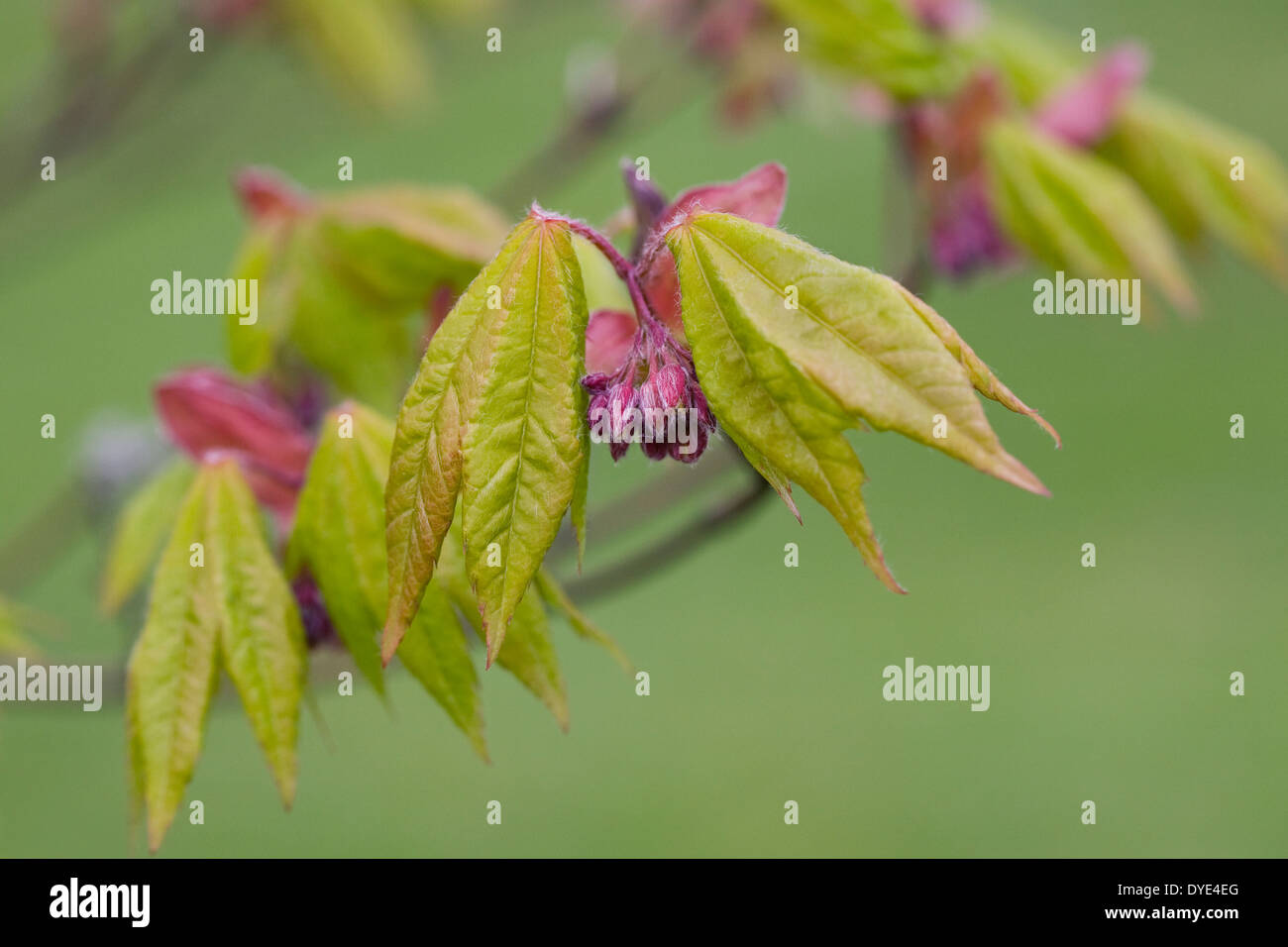 Acer japonicum boccioli di fiori. Foto Stock