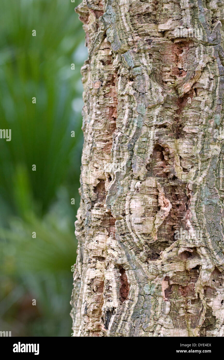 Quercus suber. Cork Oak tree. Foto Stock