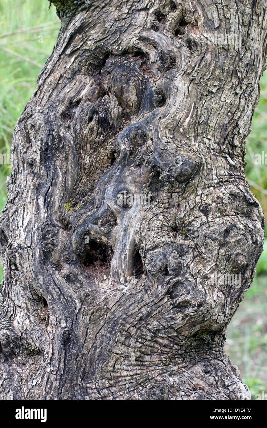 Olea europaea. La corteccia di unione ulivo. Foto Stock