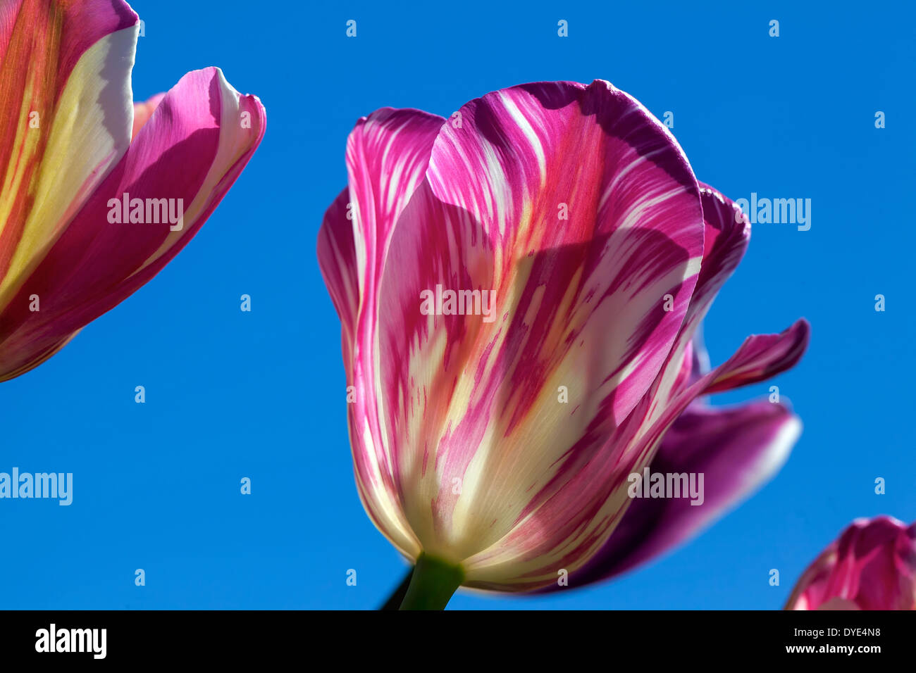 Strisce bianche e rosa Tulip Flower contro il cielo blu e chiaro a Woodburn Oregon Tulip Farm Closeup Macro Foto Stock