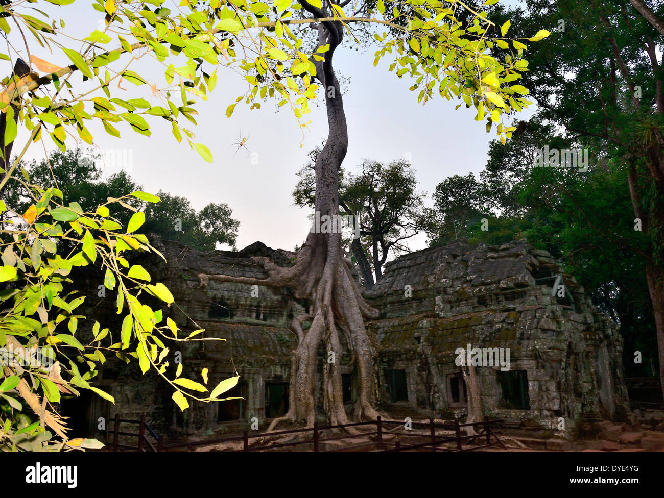 TA Prohm è stato lasciato nella stessa condizione in cui è stato trovato: Ora gli alberi crescono dalle rovine e la giungla - Siem Reap, Angkor, Cambogia Foto Stock