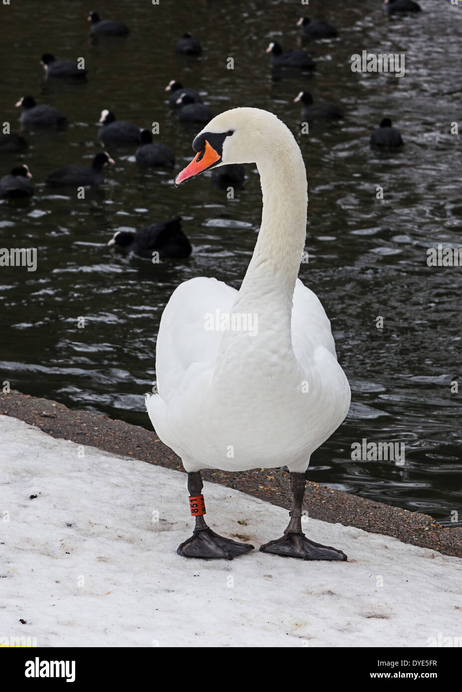 Bellissimi cigni su un lago Foto Stock