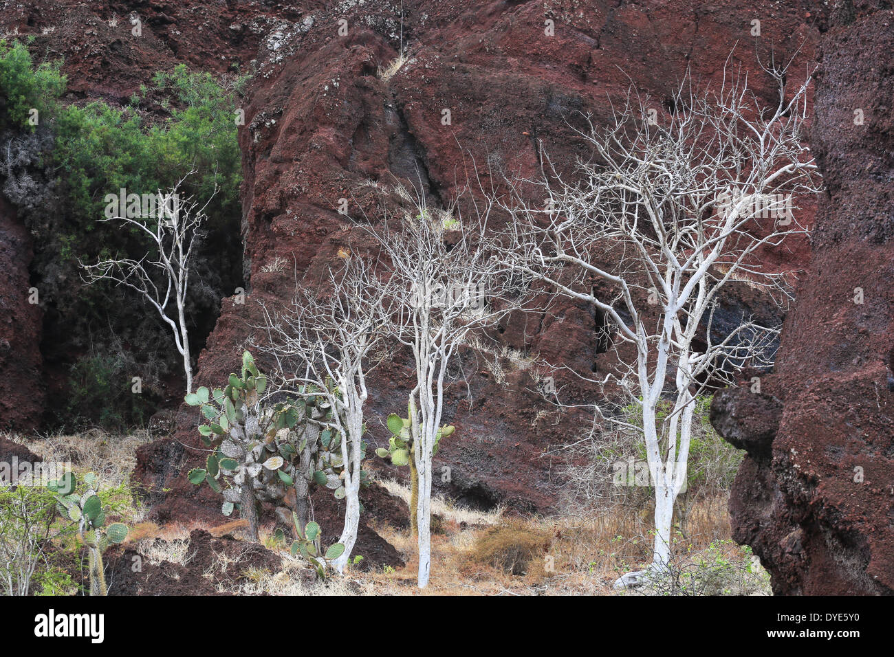 Struttura ad albero e coperto di cactus roccia vulcanica litorale dell'isola di Santiago, Isole Galapagos, Ecuador. Foto Stock