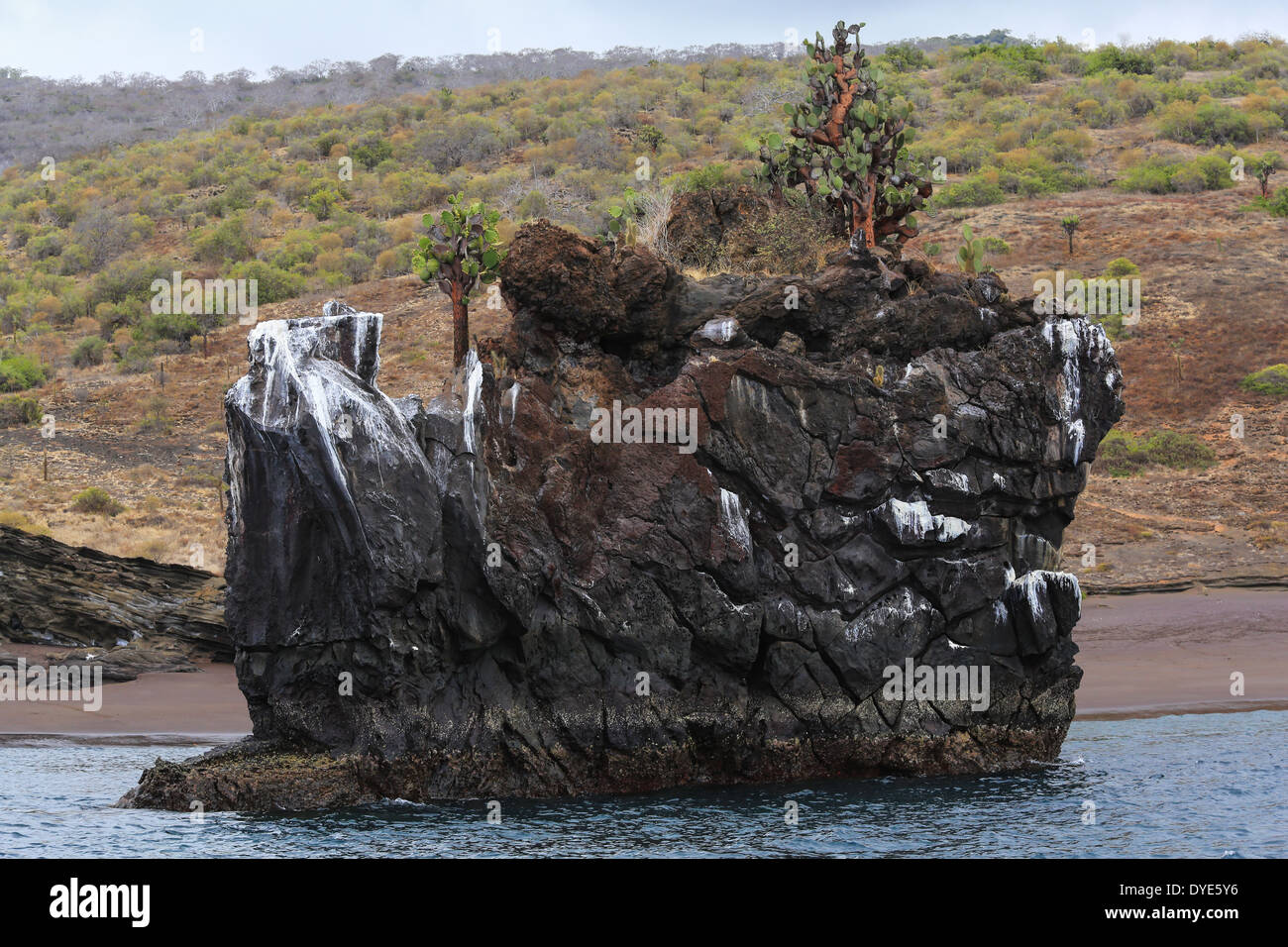 Il Cactus e guano coperte isolotto roccioso off isola di Santiago, Isole Galapagos, Ecuador. Foto Stock