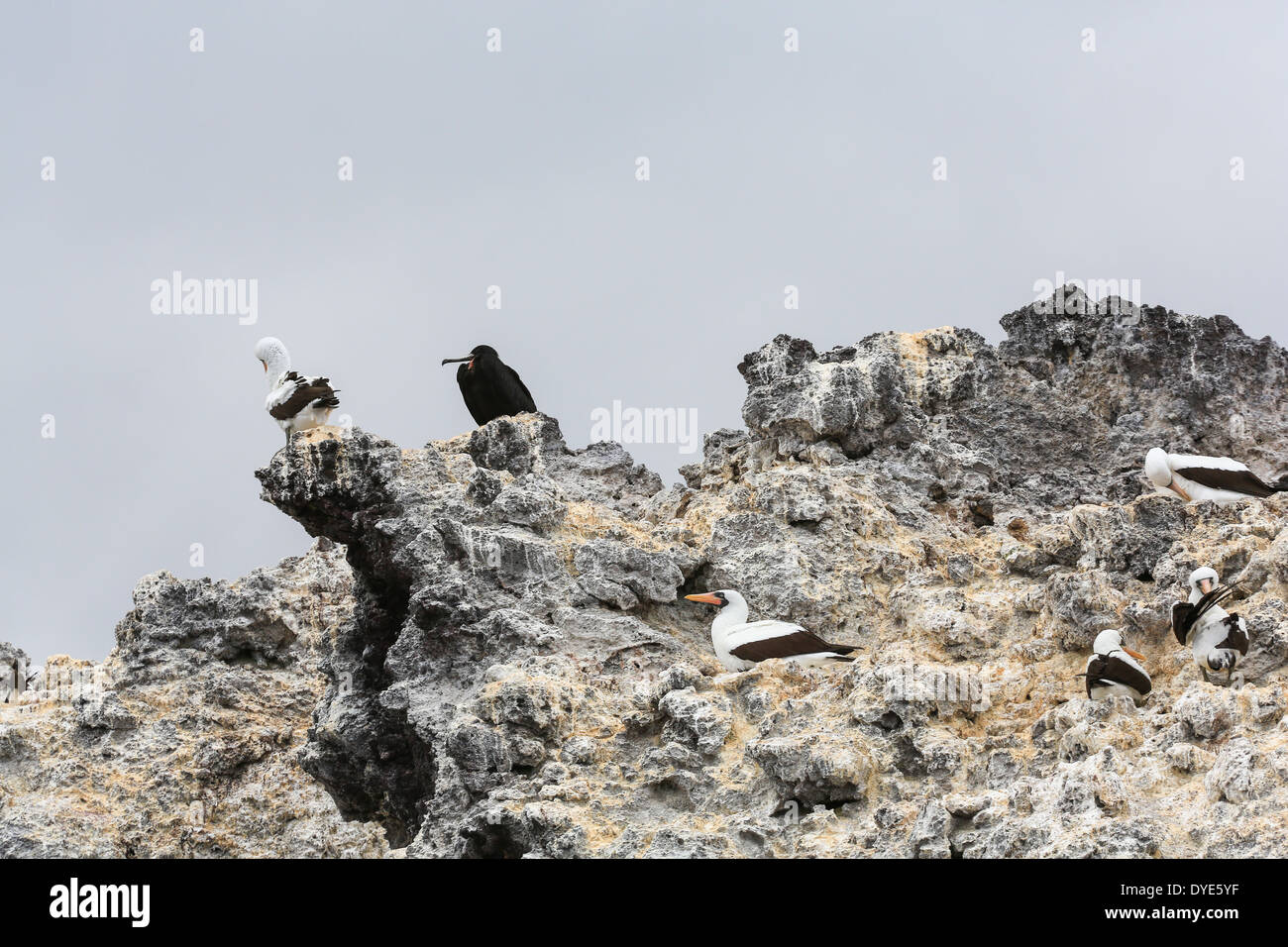 Nazca Boobies e grande Frigate Bird nidi su un isolotto roccioso (isola dipinta) off isola di Santiago, Isole Galapagos, Ecuador. Foto Stock