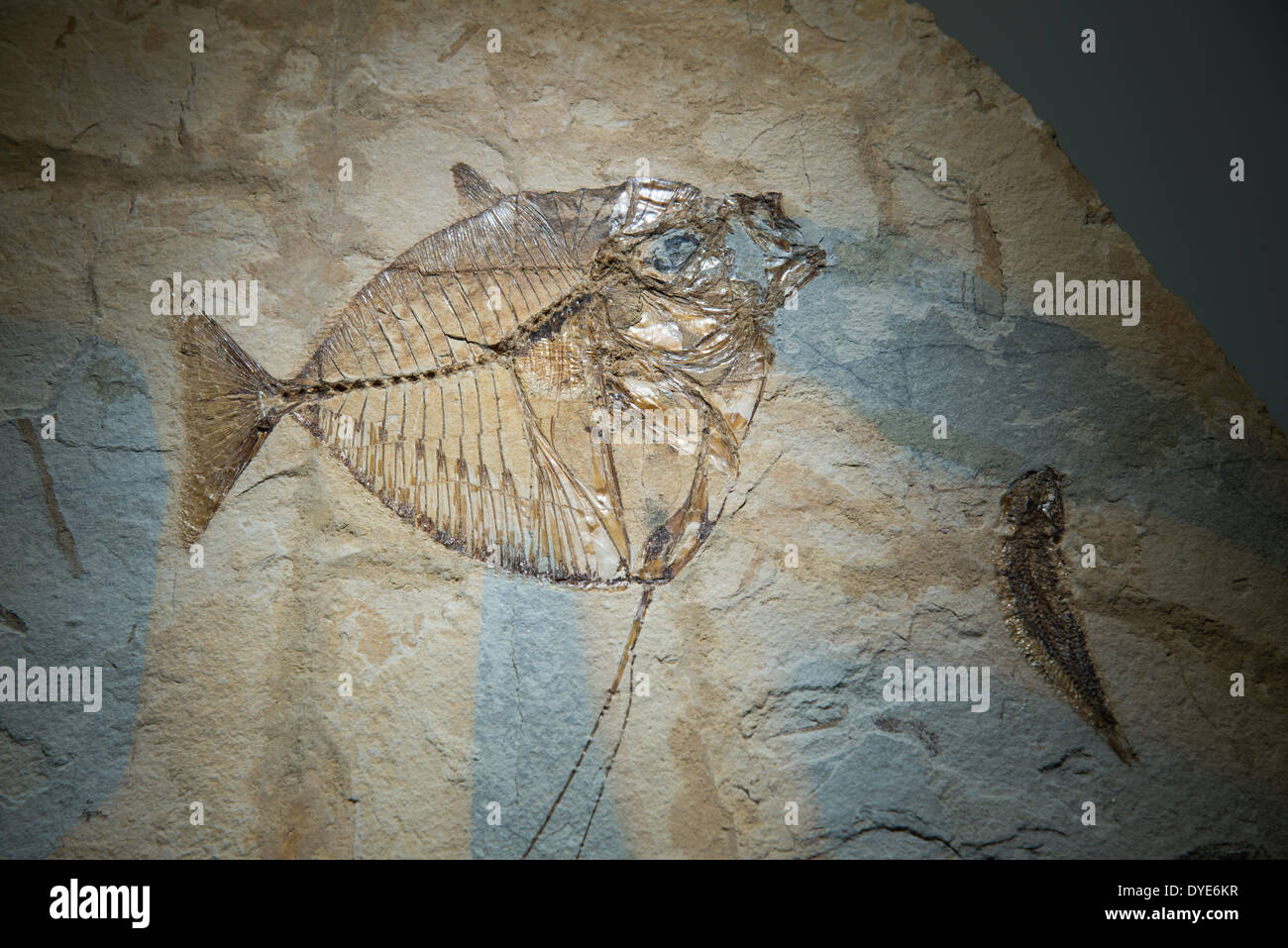 Pesci fossili (Mene rhombea). Eocene età. Foto Stock