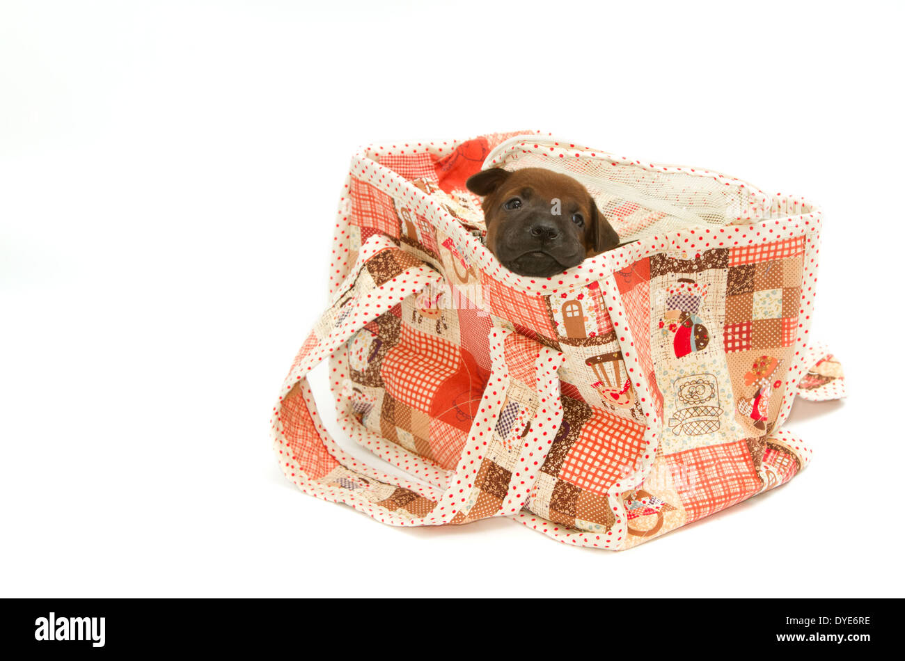 Thai Ridgeback puppy in un pet borsa di trasporto Foto Stock