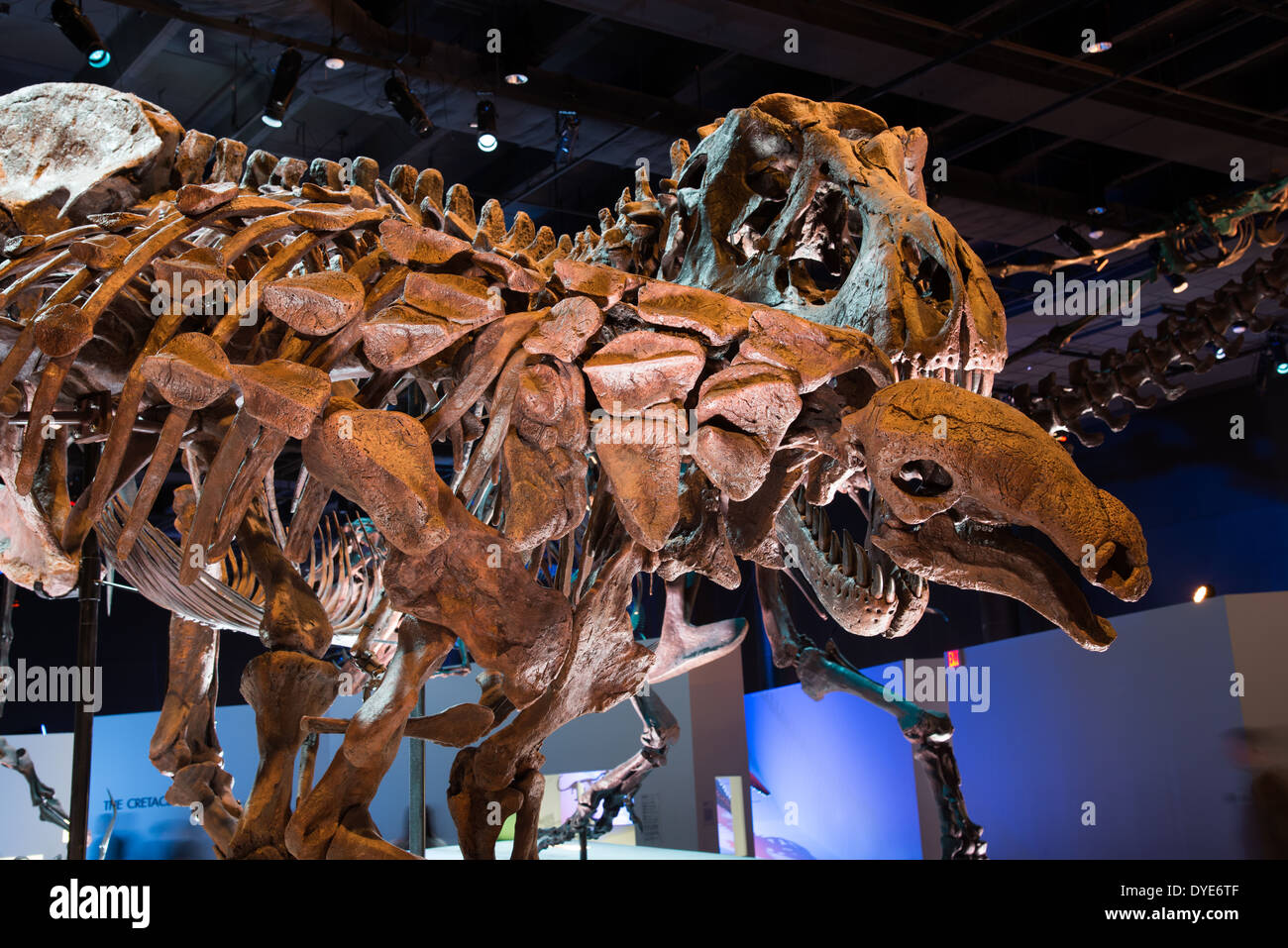 Visualizzazione di scheletro fossile Edmontonia attaccato da un Tirannosauro Rex. Foto Stock