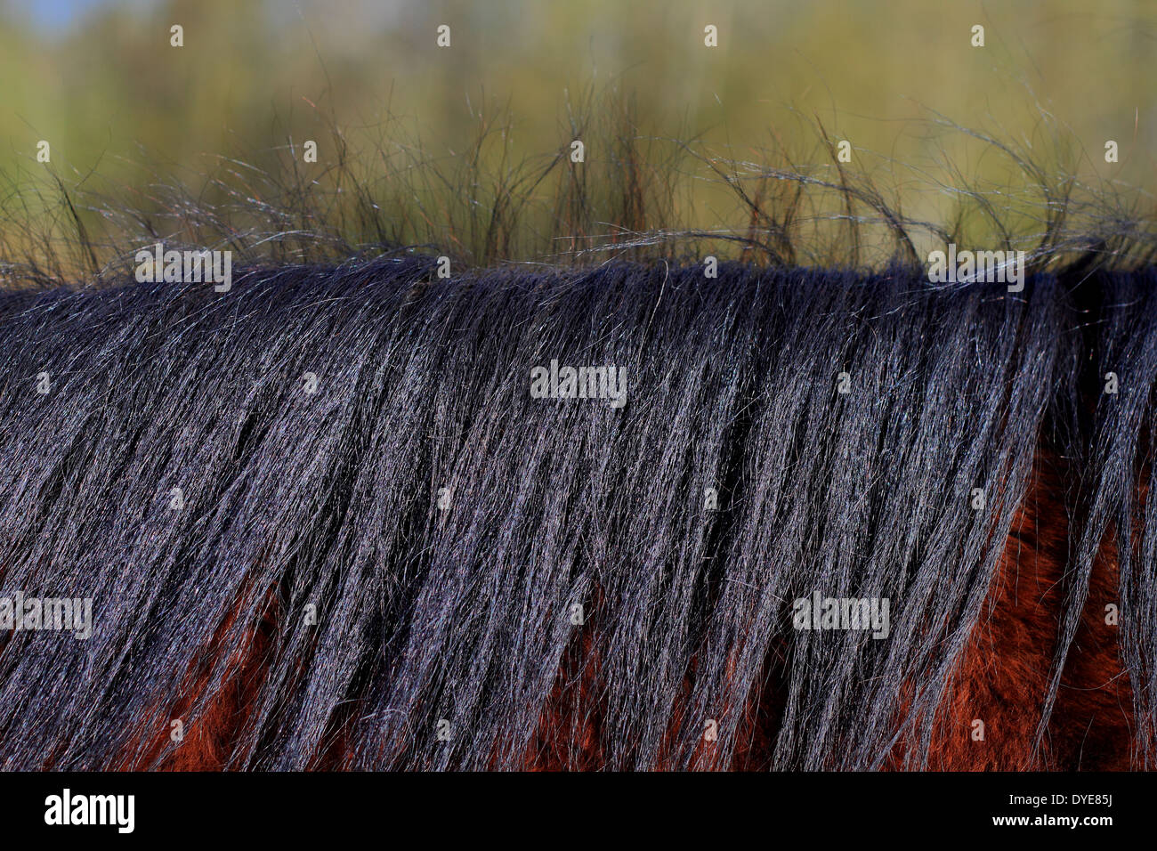 Criniera del cavallo Foto Stock