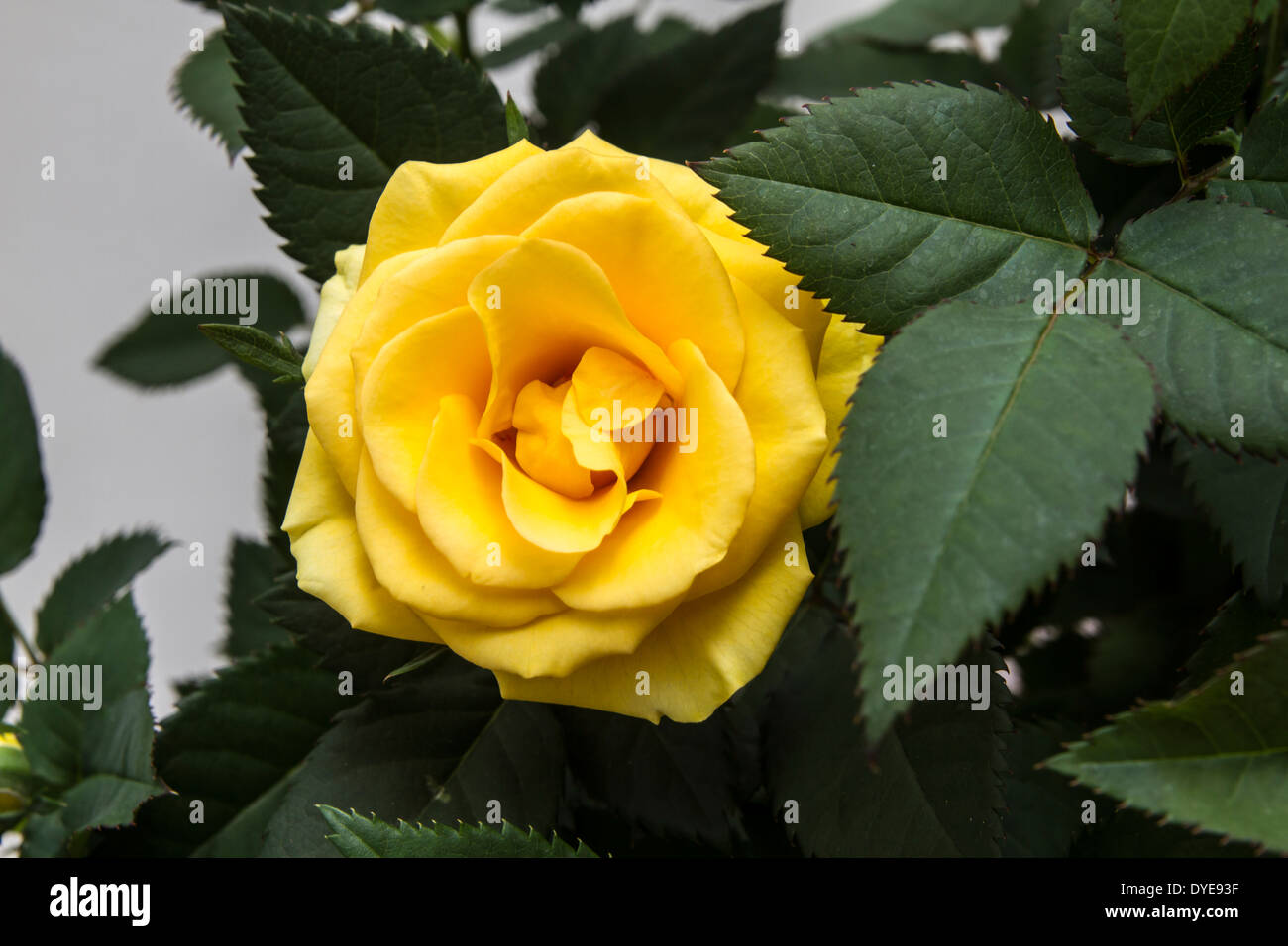 Bella fresca rosa gialla closeup Foto Stock