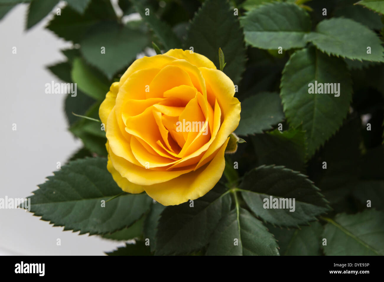 Bella fresca rosa gialla closeup Foto Stock