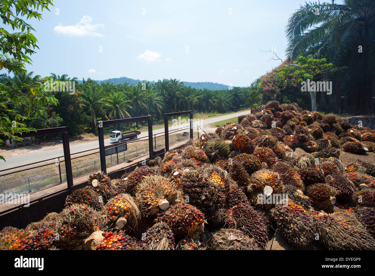 I frutti rossi della palma da olio (Elacis guineensis) raccolti per l'elaborazione e raffinatezza in olio di palma, Pahang, Malaysia Foto Stock