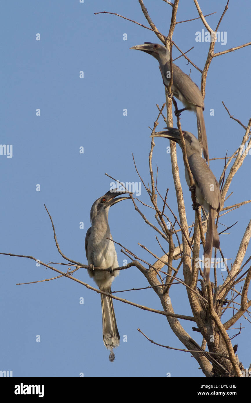 Indiano Hornbills grigio (Ocyceros birostris) Foto Stock