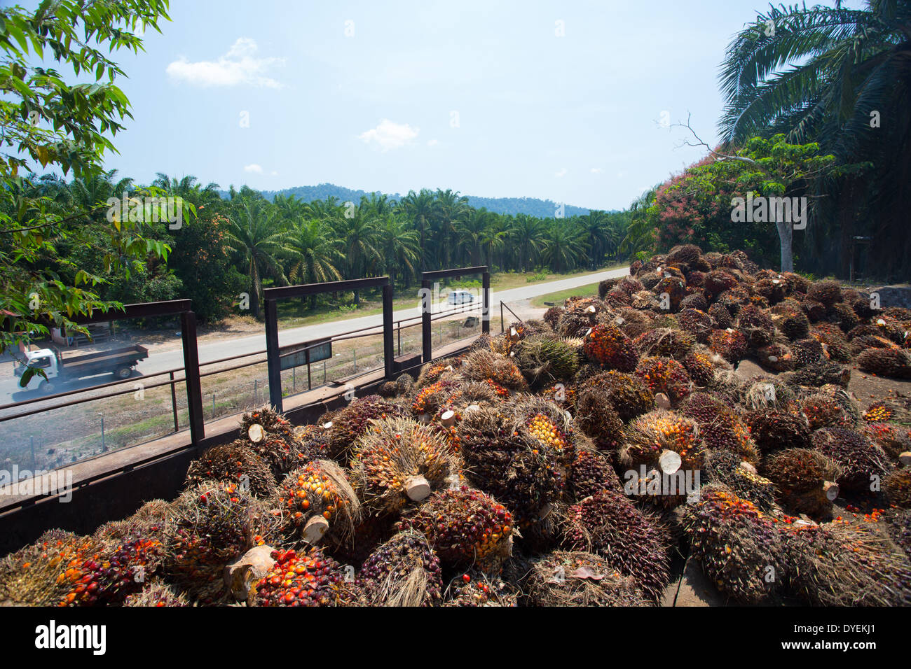 I frutti rossi della palma da olio (Elacis guineensis) raccolti per l'elaborazione e raffinatezza in olio di palma, Pahang, Malaysia Foto Stock