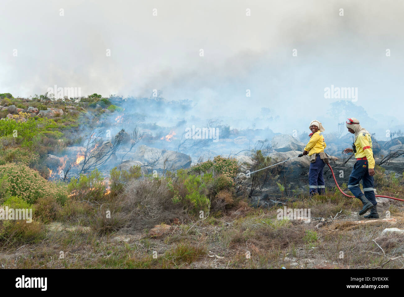 Firefighter esercizi bruciando controllato della vegetazione per stimolare una nuova crescita, Cape Peninsula, Western Cape, Sud Africa Foto Stock