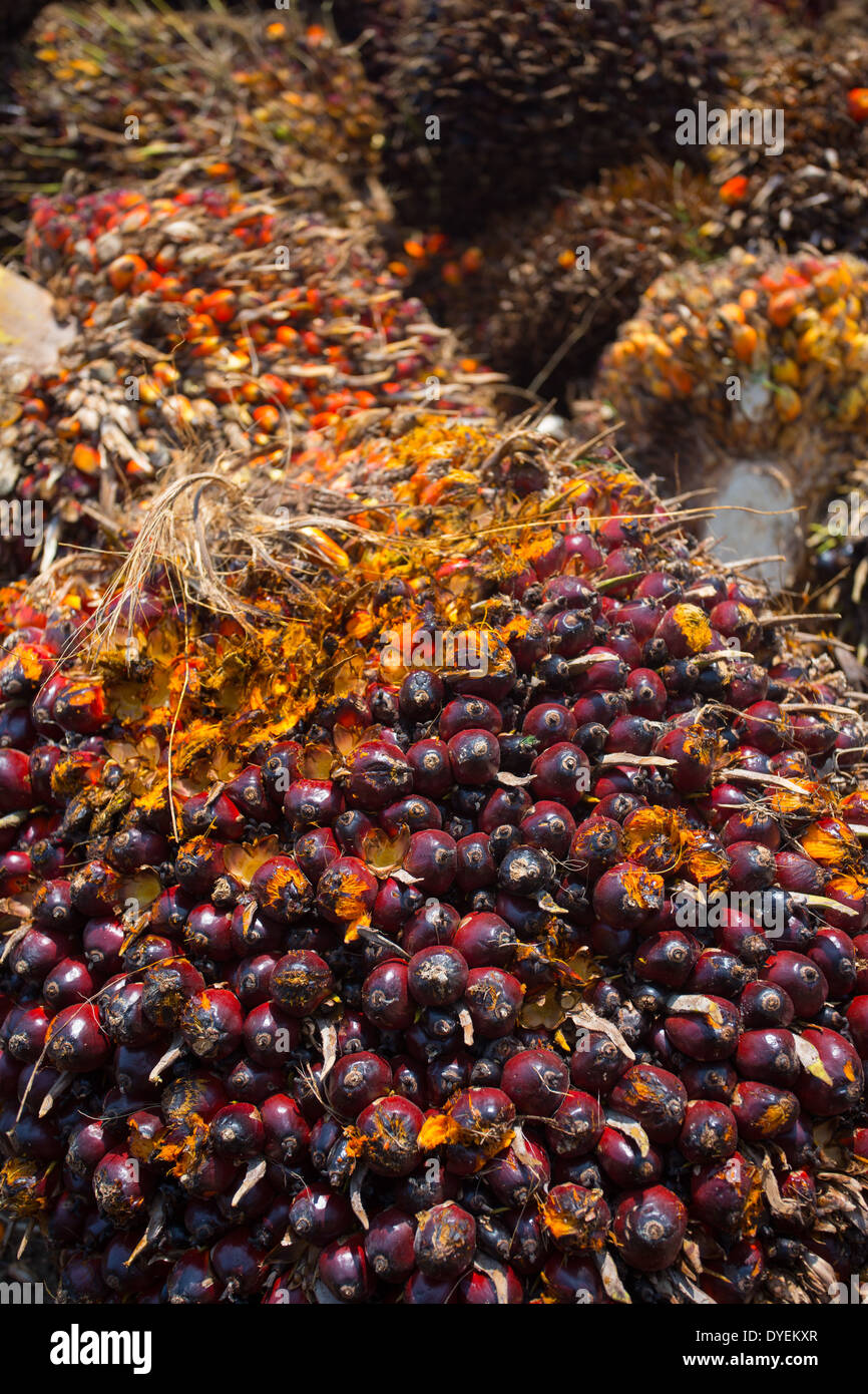 I frutti rossi della palma da olio (Elacis guineensis) raccolti per l'elaborazione e raffinatezza in olio di palma, Pahang, Malaysia Foto Stock