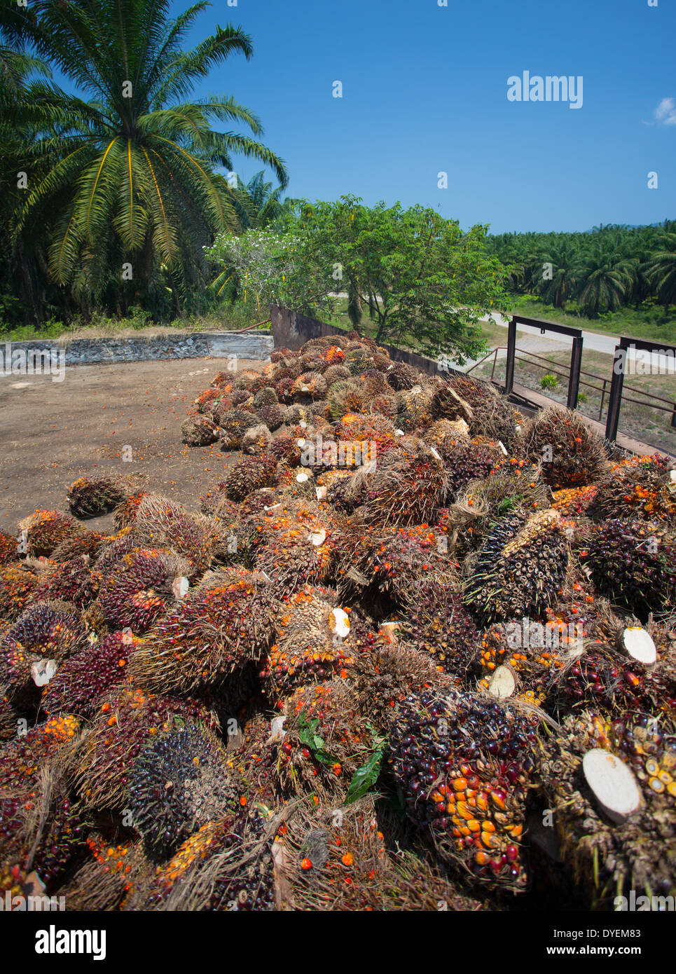 I frutti rossi della palma da olio (Elacis guineensis) raccolti per l'elaborazione e raffinatezza in olio di palma, Pahang, Malaysia Foto Stock