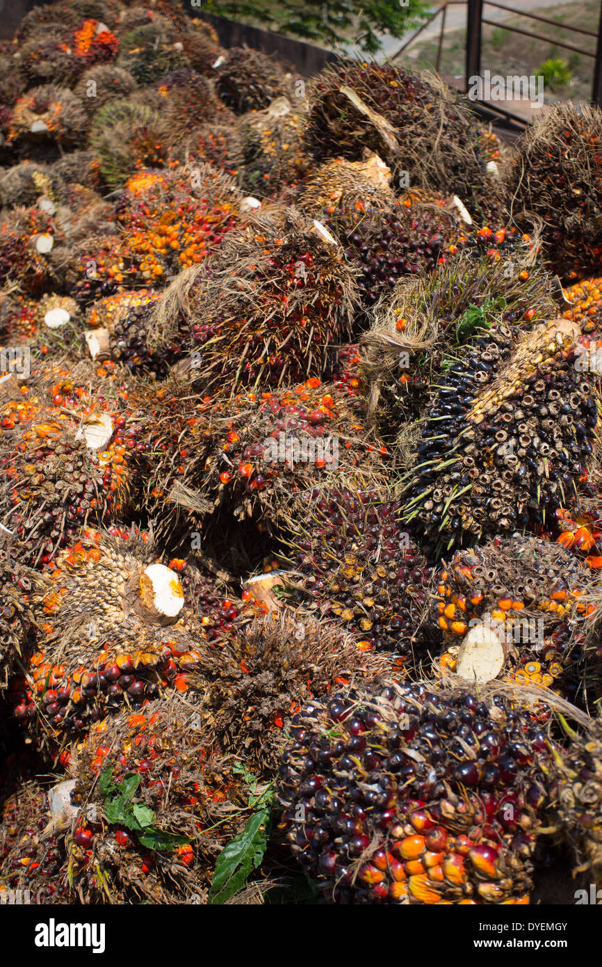 I frutti rossi della palma da olio (Elacis guineensis) raccolti per l'elaborazione e raffinatezza in olio di palma, Pahang, Malaysia Foto Stock