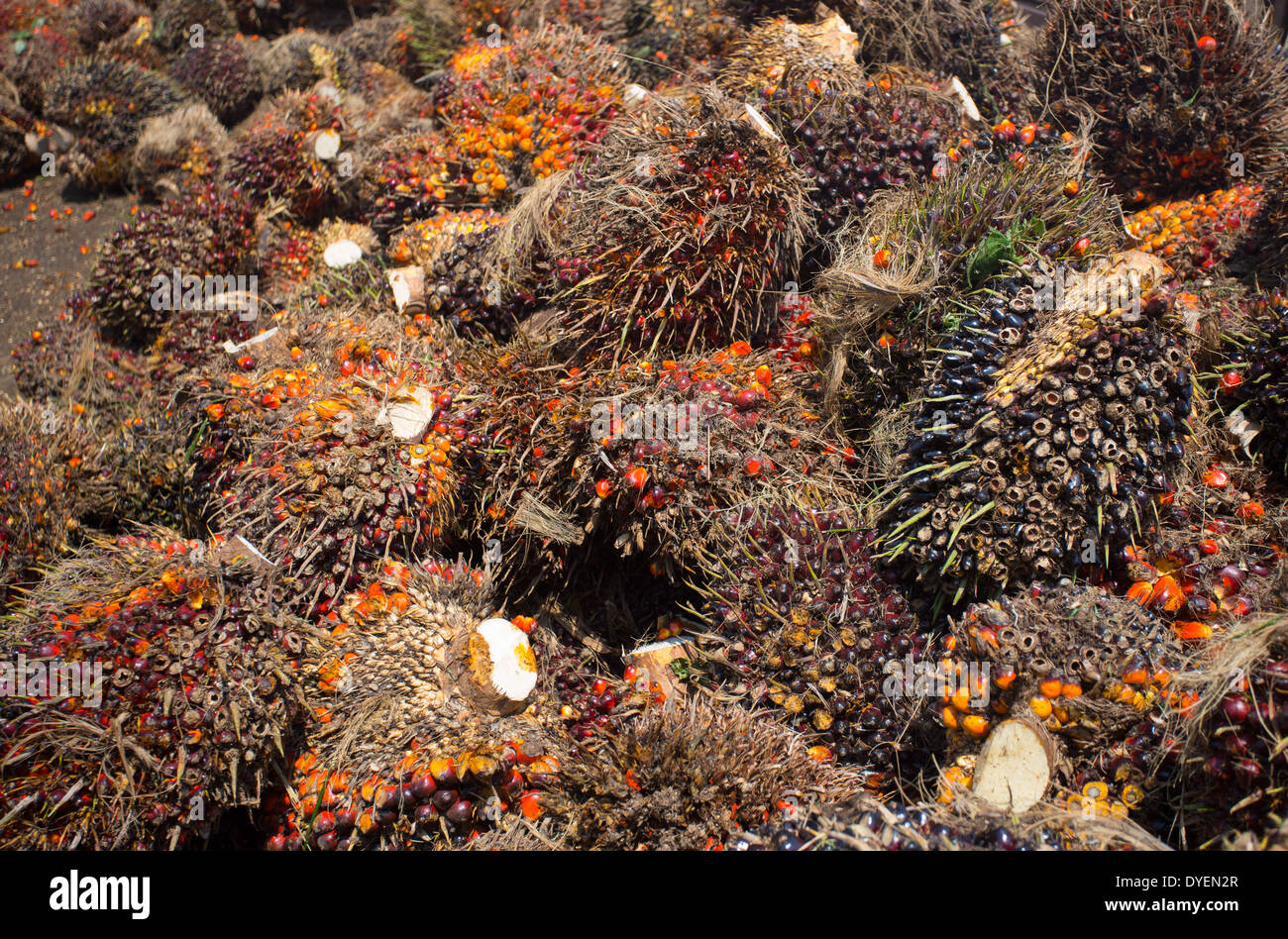 I frutti rossi della palma da olio (Elacis guineensis) raccolti per l'elaborazione e raffinatezza in olio di palma, Pahang, Malaysia Foto Stock