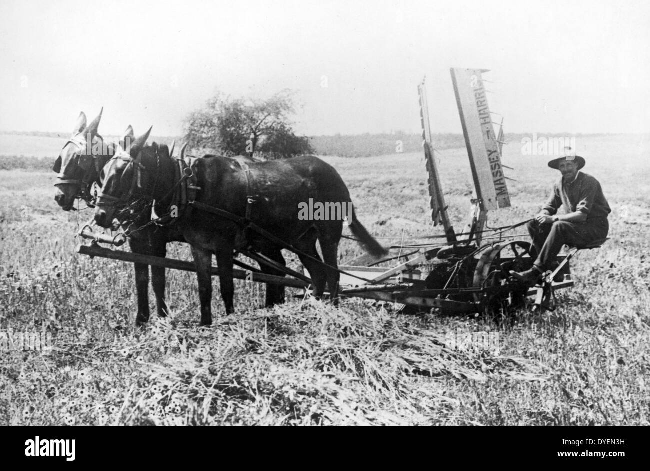 Palestina (Israele) un agricoltore ebraica arando un campo. [Tra il 1900 e il 1922] agricoltore seduto su un Massey-Harris macchina rasaerba trainato da due cavalli. Foto Stock