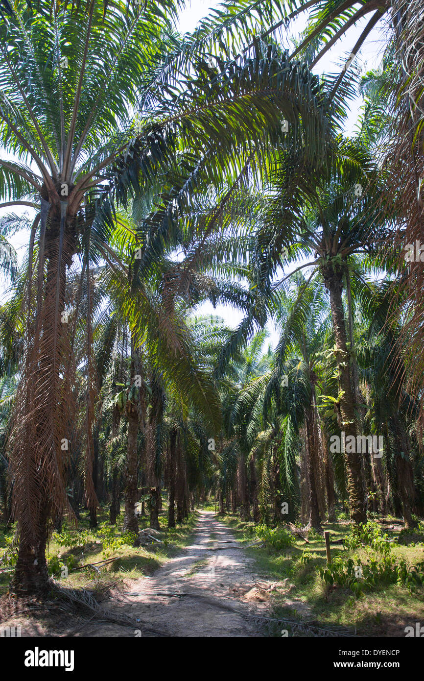 Olio di palma piantagione in Pahang provincia, Malaysia Foto Stock