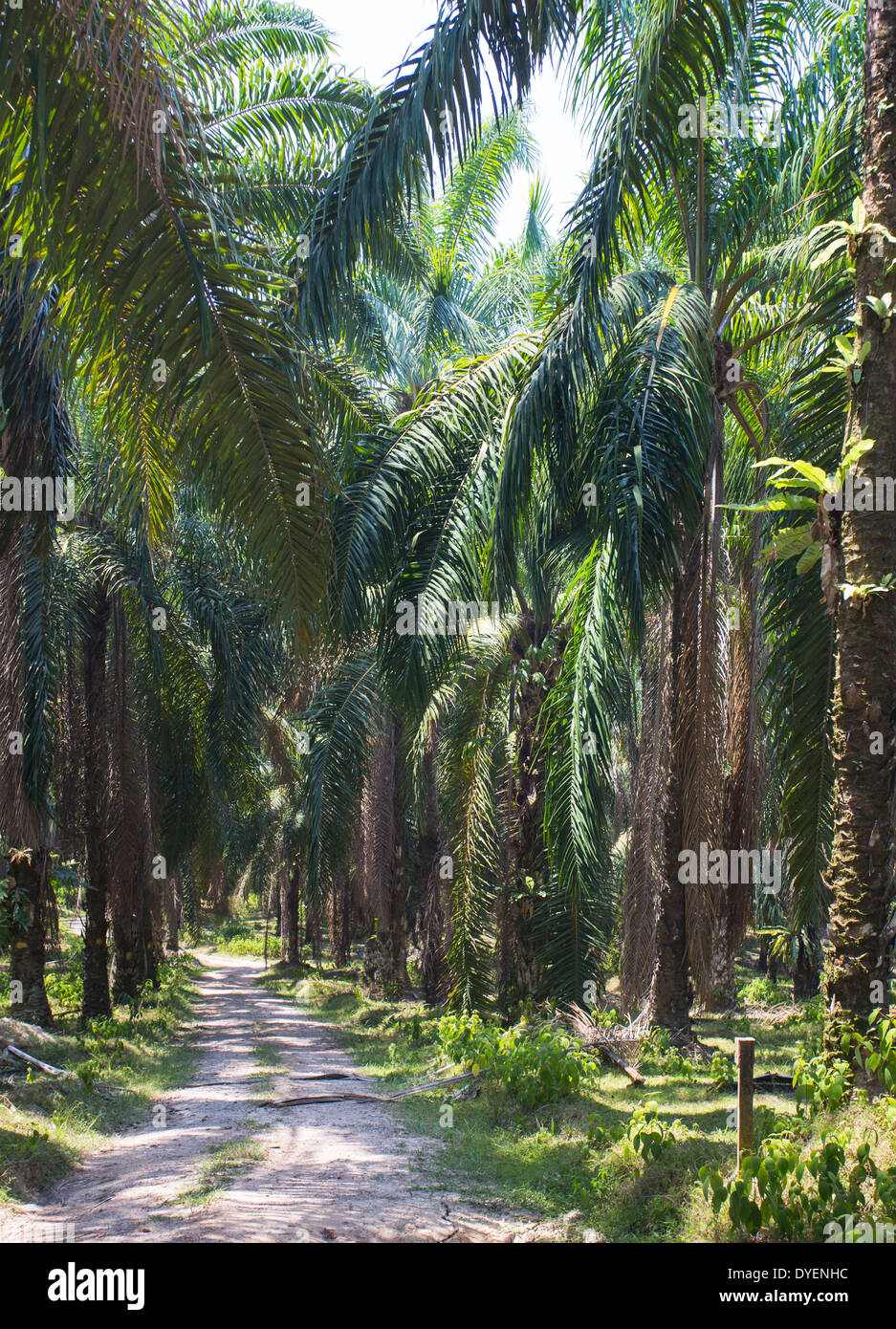 Olio di palma piantagione in Pahang provincia, Malaysia Foto Stock