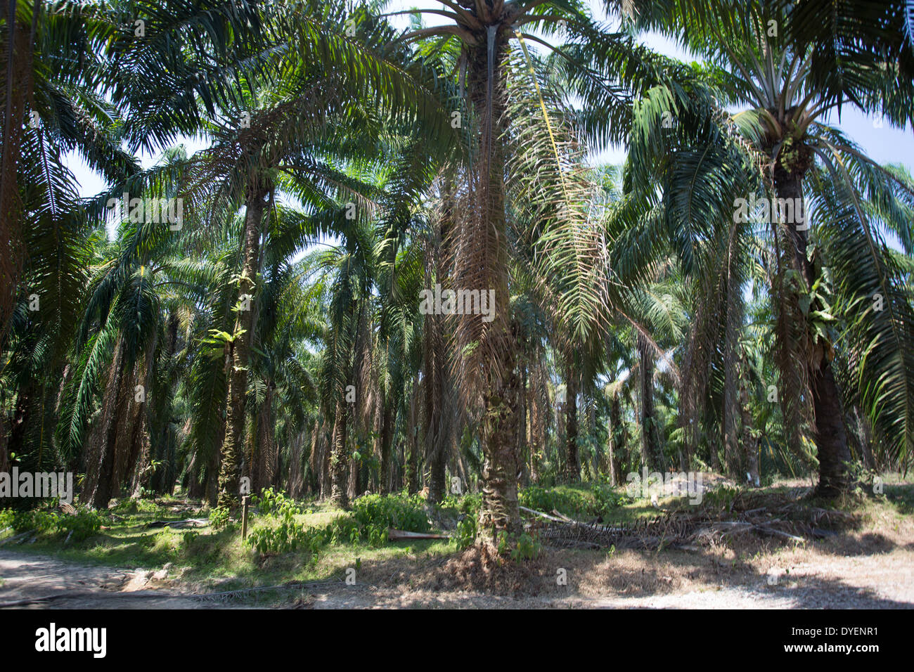 Olio di palma piantagione in Pahang provincia, Malaysia Foto Stock