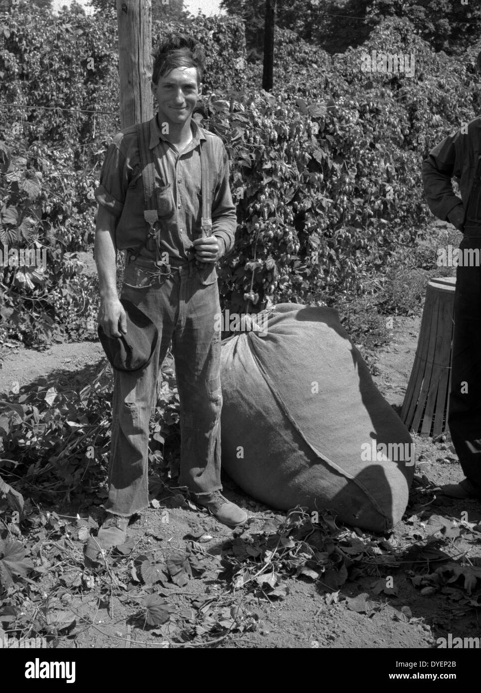 Giovane lavoratore migrante porta il suo luppolo per bilance. Dalle 5 di mattina fino a mezzogiorno, quando la fotografia è stata fatta, lui aveva scelto di ottanta chili, che equivale a ottanta centesimi. Temperatura di 105 gradi. Oregon, Polk County, nei pressi di indipendenza da Dorothea Lange 1895-1965, datata 19390101 Foto Stock